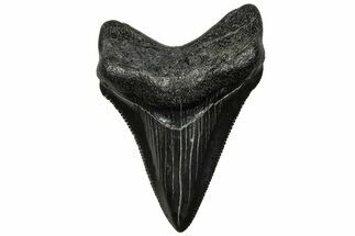 Serrated Chubutensis Tooth - Megalodon Ancestor #313778