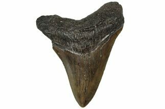 Serrated, Juvenile Megalodon Tooth - South Carolina #313794