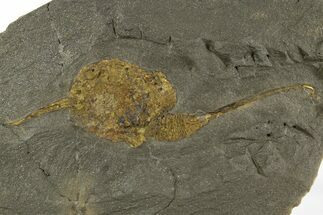 Ordovician Carpoid Fossil - Ktaoua Formation, Morocco #312744