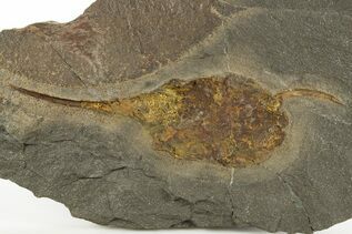 Echinoderm Fossils For Sale