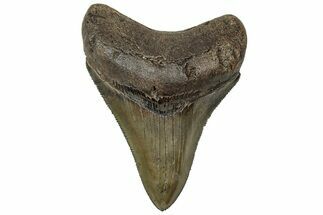 Serrated, Fossil Megalodon Tooth - South Carolina #313820