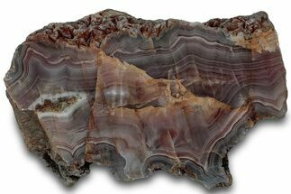 Polished Pilbara Agate Section - Oldest Known Agate #314402