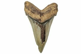 Large Serrated Angustidens Tooth - Megalodon Ancestor #313839