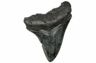 Fossil Megalodon Tooth - South Carolina #313860