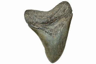 Fossil Megalodon Tooth - South Carolina #313869