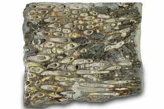 Polished Fossil Teredo (Shipworm Bored) Wood - England #314515