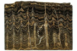 Polished Stromatolite (Greysonia) Slab - Bolivia #314666