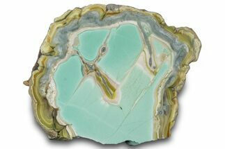 Polished Section of Clay Canyon Variscite - Old Collection Stock #314786