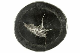 Polished Fish Coprolite (Fossil Poo) Nodule Half - Scotland #314923