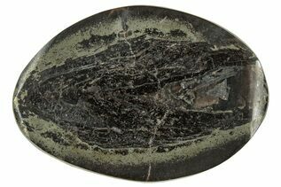 Buy Ichnofossils (Trace Fossils)