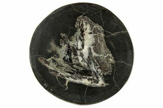 Polished Fish Coprolite (Fossil Poo) Nodule Half - Scotland #314937