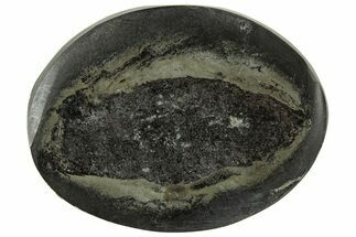 Polished Fish Coprolite (Fossil Poo) Nodule Half - Scotland #314888
