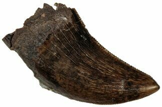 Serrated, Fossil Tyrannosaur (Nanotyrannus?) Tooth - Montana #315054