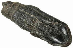 Two Xiphactinus Teeth In Chalk - Kansas (#114574) For Sale