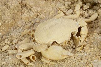 Fossil Crab (Potamon) Preserved in Travertine - Turkey #315136