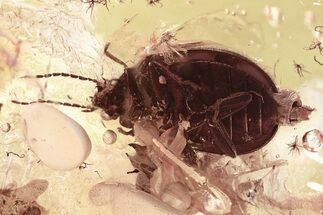 Detailed Fossil Marsh Beetle (Scirtidae) in Baltic Amber #315200