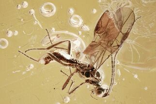 Detailed Fossil Parasitoid Wasp (Braconidae) in Baltic Amber #315313