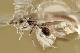 Detailed Fossil Parasitoid Wasp (Scelionidae) in Baltic Amber #315504