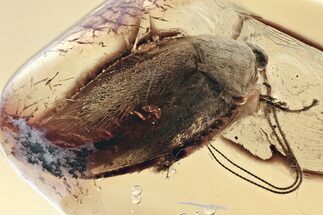 Giant Fossil Cockroach (Blattodea) In Baltic Amber - Rare! #315524