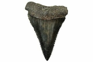 Serrated, Fossil Great White Shark Tooth - South Carolina #315470