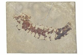 Mississippian Mantis Shrimp Fossil - Bear Gulch, Montana #315701