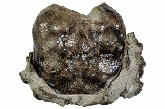 Cretaceous Crab (Dakoticaucer) Fossil - Mississippi #315753