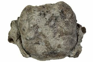 Cretaceous Crab (Dakoticaucer) Fossil - Mississippi #315754