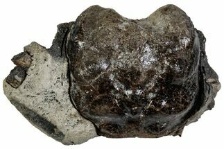 Cretaceous Crab (Dakoticaucer) Fossil - Mississippi #315756
