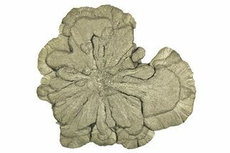 Pyrite Sun - Sparta, Illinois #315958