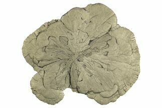 Large, Pyrite Sun - Sparta, Illinois #315834