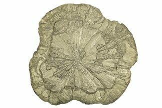 Pyrite Sun - Sparta, Illinois #315891