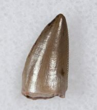 Posterior Phytosaur (Pseudopalatus?) Tooth #17200