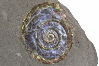 Iridescent Ammonite (Psiloceras) Fossil - England #316378