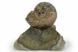 Iridescent, Pyritized Ammonite Fossil Display #316308