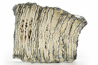 Polished Mammoth Molar Slice - South Carolina #316544