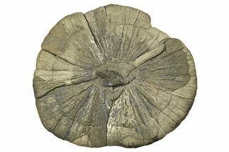 Large, Pyrite Sun - Sparta, Illinois #315844