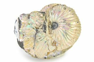 Iridescent Ammonite (Hoploscaphites) Fossil - Montana #316578