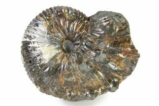 Iridescent Ammonite (Hoploscaphites) Fossil - Montana #316579