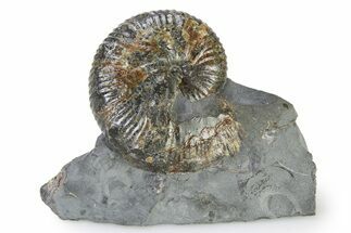 Iridescent Ammonite (Hoploscaphites) Fossil - Montana #316580