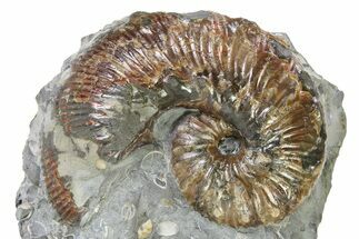 Iridescent Ammonite (Hoploscaphites) Fossil - Montana #316581