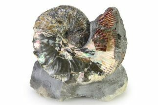 Iridescent Ammonite (Hoploscaphites) Fossil - Montana #316586