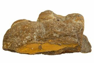 Fossil Mosasaur Jaw Section - Texas #316348