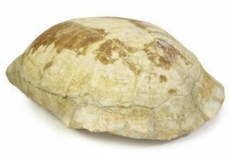 Enormous, Fossil Tortoise (Stylemys) - South Dakota #316689