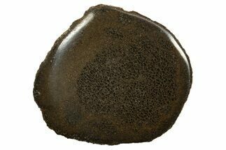 Polished Pliosaur (Stretosaurus) Bone Slab - England #316861