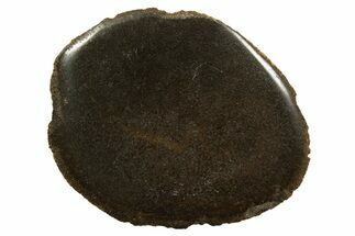 Polished Pliosaur (Stretosaurus) Bone Slab - England #316862