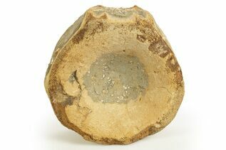 Reptile & Amphibian Fossils For Sale