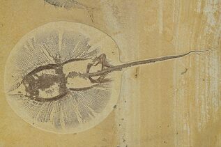 Fish Fossils For Sale