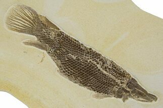 Fossil Gar Fish (Lepisosteus) From Wyoming - Rare Species #314554