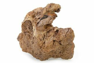 Fossil Dinosaur Bone Section - Wyoming #316896