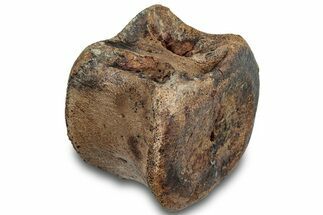 Hadrosaur (Edmontosaurus) Caudal Vertebra Centrum - South Dakota #316919